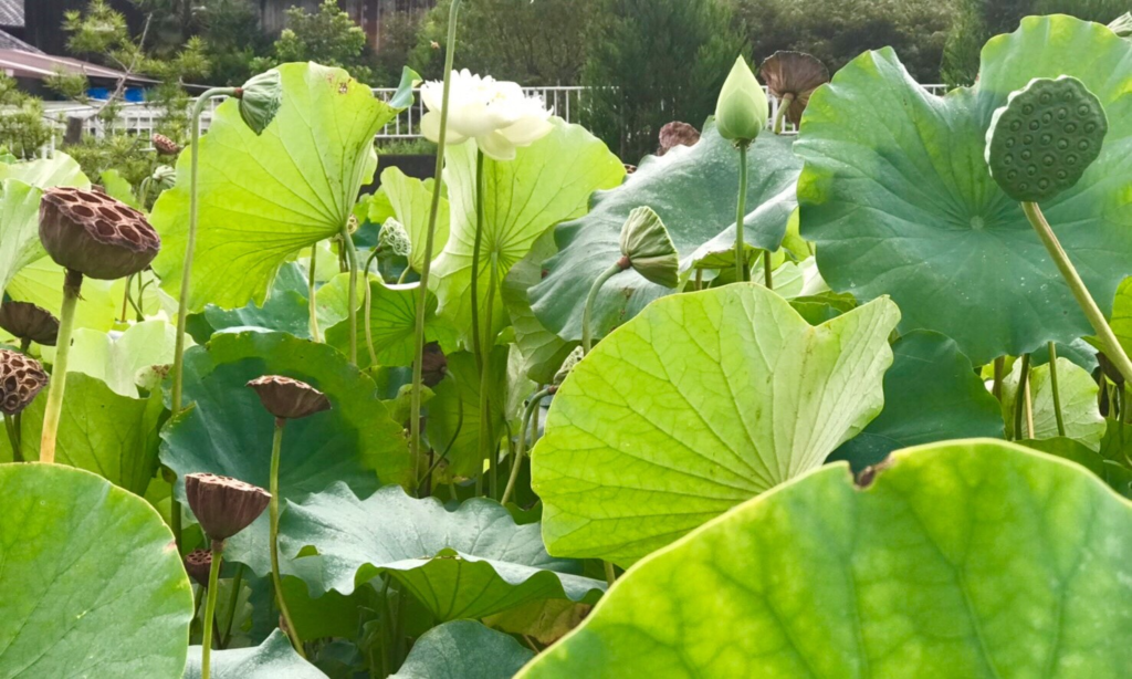 奈良　nara 三五夜　隠れ家　茶室　にじり口　月釜　茶会　茶席　茶道　抹茶　濃茶　薄茶　続き薄　蓮　ハス　蓮華　荷葉　蓮台　いけばな　生け花　水揚げ　床の間　床花　待合　ロータス　lotus　切り絵　切り絵作品　切り絵作家　石賀直之　扇　扇面賞　鷹　JR奈良駅　徒歩　2分　三網田　白蓮